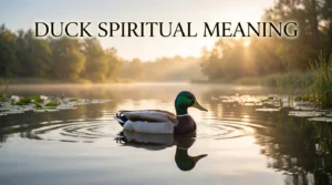 Duck Spiritual Meaning